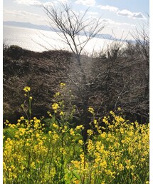 菜の花 | その他