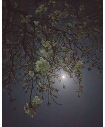 🌸🌙.*·̩͙ | その他