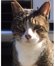 神社にいた猫 | 雑貨/ホビー