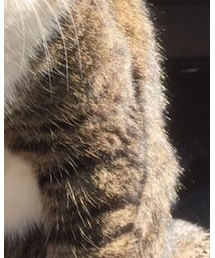 ふわふわの毛皮 | その他アウター