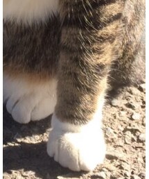 プニプニの肉球 | 手袋