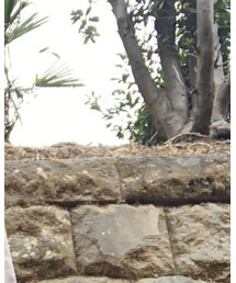 着 | シャツ/ブラウス