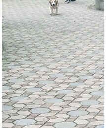 こいぬ | その他