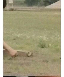 ダイエットブッチャースリムスキン | カーゴパンツ