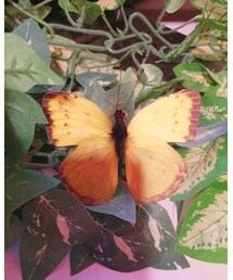 蝶々 | 雑貨/ホビー