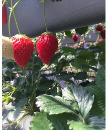 イチゴ🍓 | その他
