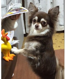 チワワ | その他