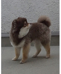 ししまる | その他