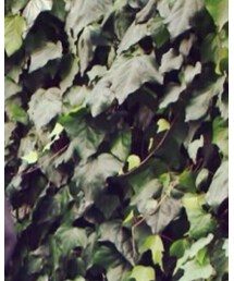 BEAUTY&YOUTH UNITED ARROWS | ニット/セーター