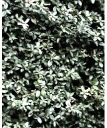 UNIQLO | ニット/セーター