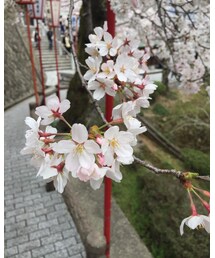 花見写真🌸 | その他