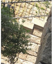 DIESEL BLACK GOLD | トップス