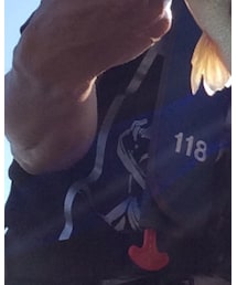 adidas | Tシャツ/カットソー