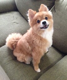 これはたぬき | その他