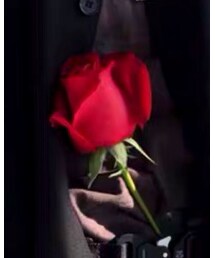 Red rose | その他