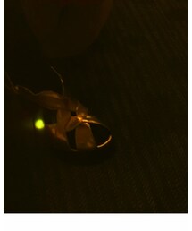 MARNI | パンプス