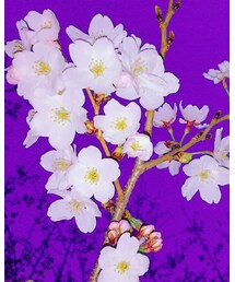 桜🌸 | その他