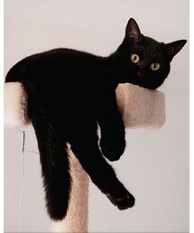 音ちゃん | その他