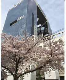 都会と桜🌸 | その他
