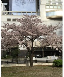 都会と桜②🌸 | その他