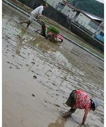 田んぼ | その他