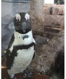 Penguin | その他