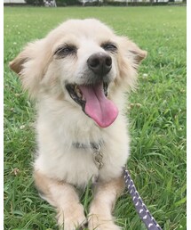 ラックスくん 🐶⭐︎ | その他