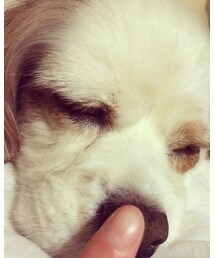 何しても起きないわんこ♡ | その他