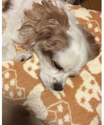 きょうのわんこ🐶💕 | その他