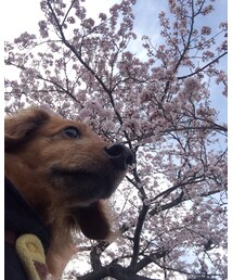 桜とシェバ | (フィギュア)
