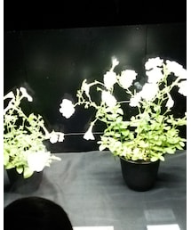 発光する花① | その他