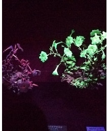 発光する花②暗くすと光 | その他