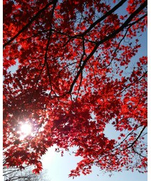 小金井公園の紅葉 | その他