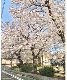 🌸🌸🌸 | その他