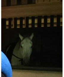 伊勢神宮(外宮)白馬🐴 | 伊勢神宮(外宮)(福袋/福箱)