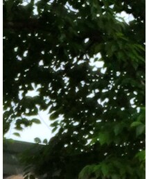 古着 | シャツ/ブラウス