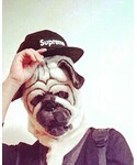 Supreme (シュプリーム)の「帽子(キャップ)」