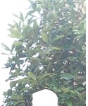 大寝坊の「インテリア(置時計)」