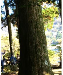 スギの木(箱根神社) | その他