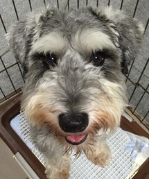 犬 | その他