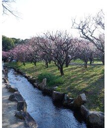 梅祭り🍡 | その他