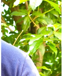 LACOSTE | Tシャツ/カットソー