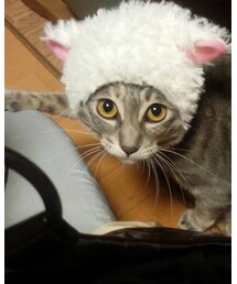 うちのネコ | その他