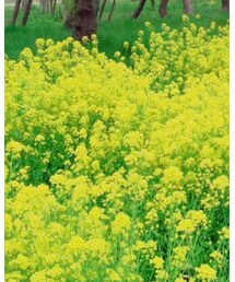 Chesty | スカート