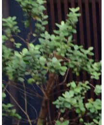 Antgauge | ダウンベスト