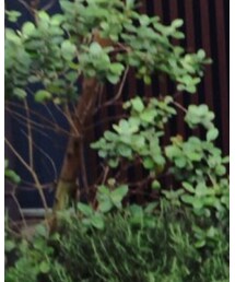 RonHerman VINTAGE | ニット/セーター