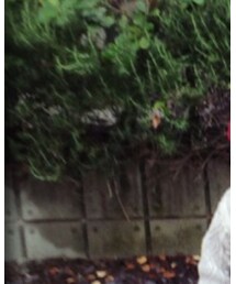 F.O.KIDS | ニット/セーター