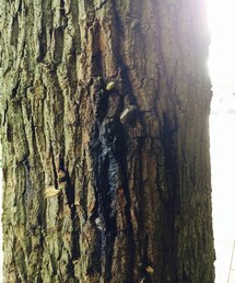 指定なし | その他