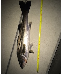 シーバス | その他