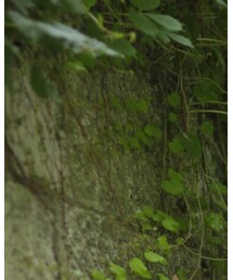 adidas NEO Label | Tシャツ/カットソー